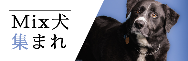 Mix犬集まれ